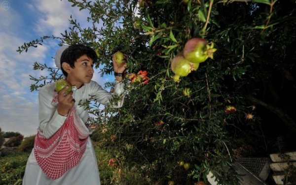 بالصور .. الباحة تضخ 30 ألف طن من الرمان للأسواق المحلية