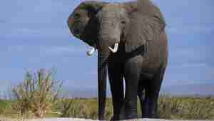 فيل يسحق طبيباً حتى الموت في “مين” الأمريكية