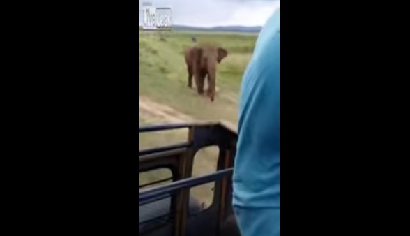 #تيوب_المواطن :فيل غاضب يرعب زوار حديقة مفتوحة