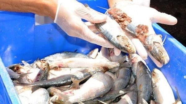 أمانة جدة تعدم 2620 كيلوجراما من الأسماك خلال شهر