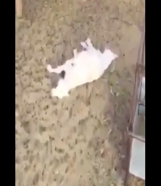 بالفيديو.. مواطن يوثق افتراس الكلاب لـ61 رأسًا من الغنم بنجران