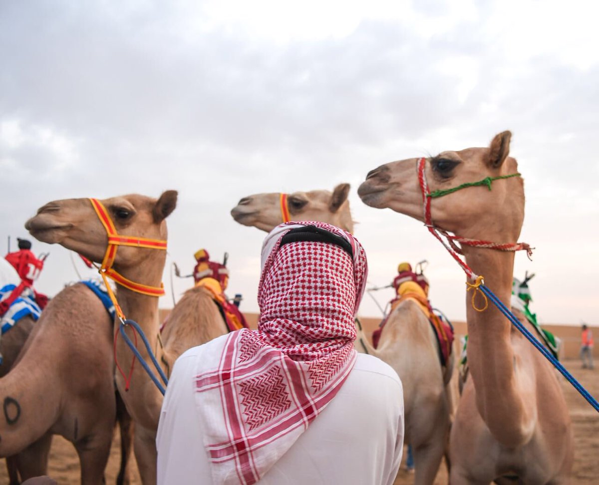 جوائز بـ436 ألف ريال.. انطلاق أشواط الماراثون بمهرجان ولي العهد للهجن غدًا