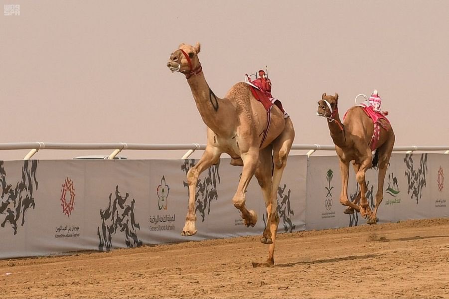 التقنية الحديثة تحسم نتائج اليوم السادس بمهرجان ولي العهد للهجن