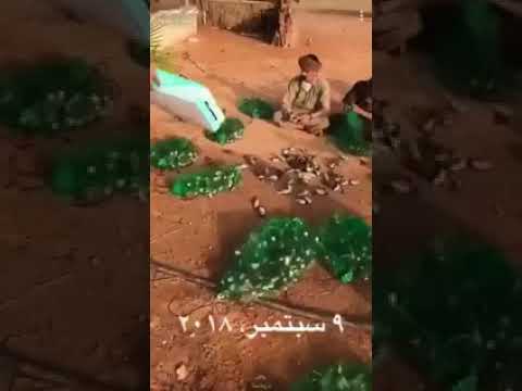 بعد صيد النيص والضبع .. مقطع صادم لذبح عشرات الطيور