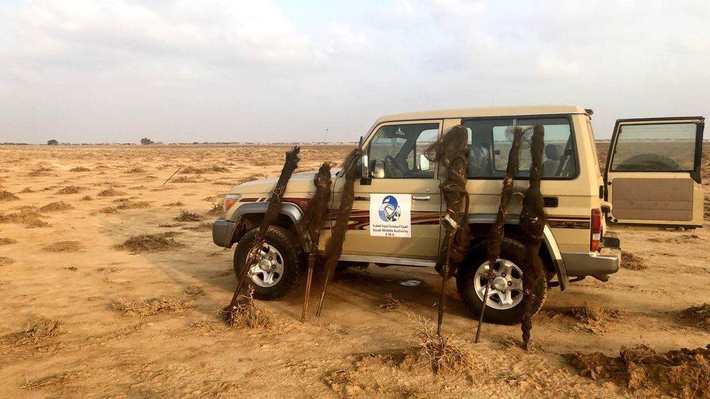 نصبوا شباكًا لصيد الطيور في مكة فأطاحت بهم الجهات الأمنية
