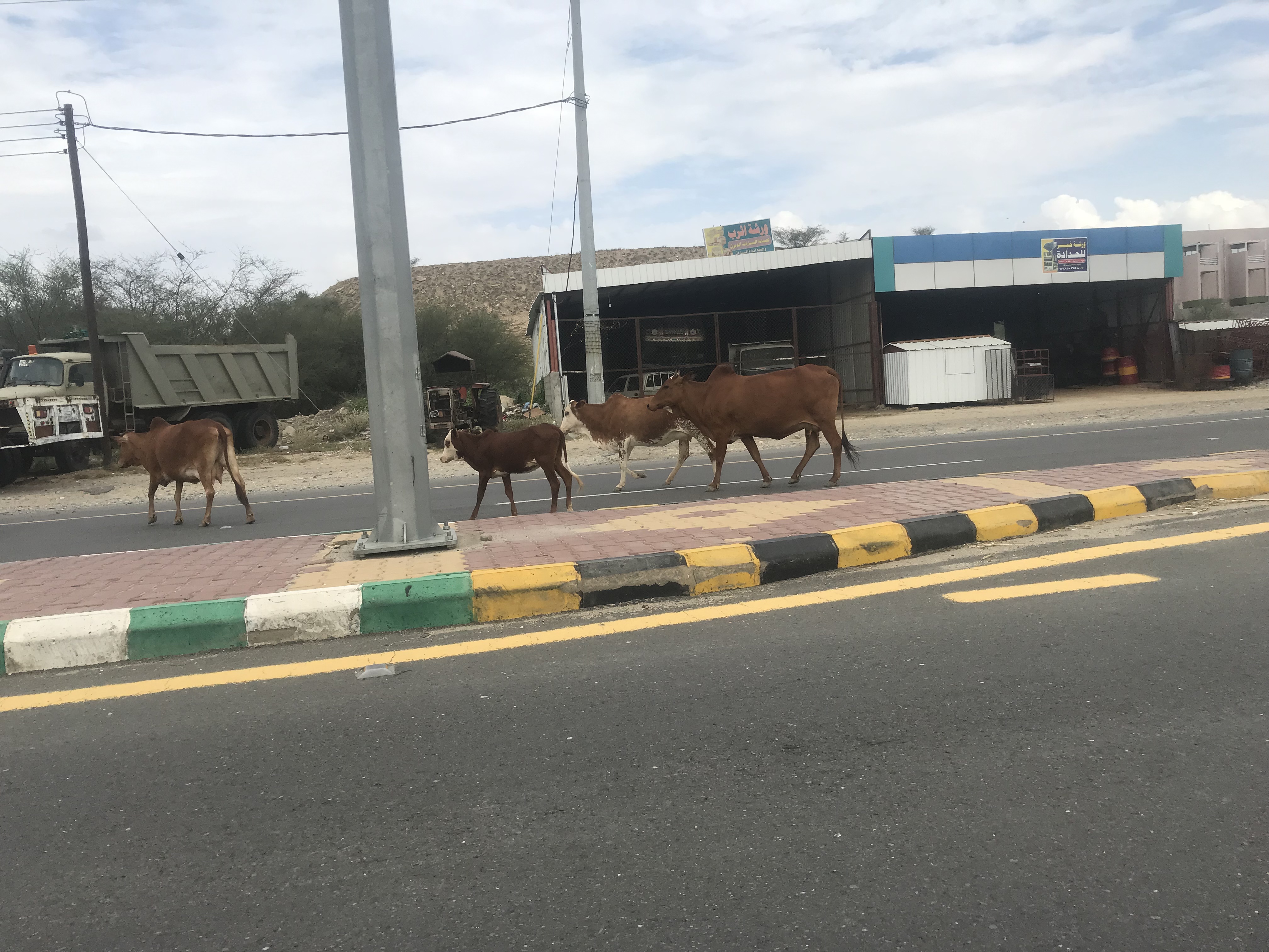 صور.. انتشار السائبة على الطريق الدولي بمحايل يُنذر بكارثة.. والبلدية ترد