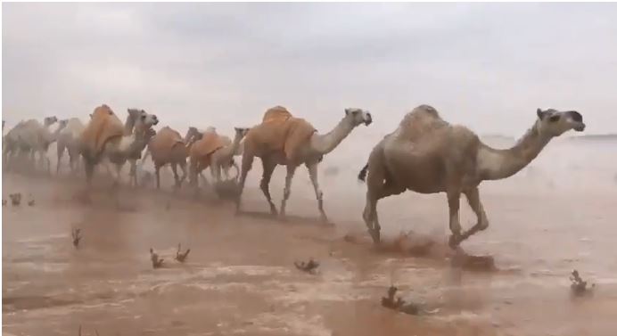 فيديو وصور.. مشهد بديع يجمع الإبل والضباب والمطر في صحراء الدوادمي