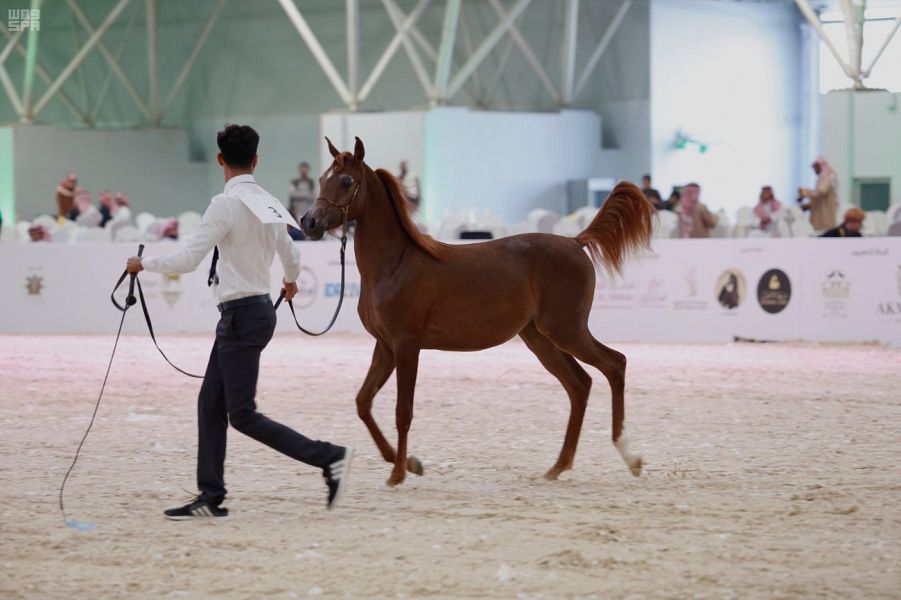 صور.. مهرجان الرياض للأصالة والتراث يبهر عشاق الفروسية