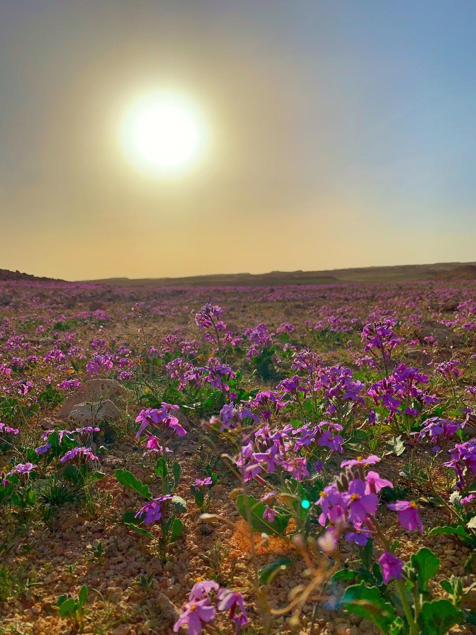 الزعاق: موسم الربيع يبدأ بعد 13 يوماً