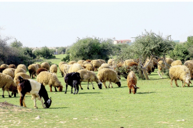 العدل تتوعد المتورطين في رعي أو إتلاف النباتات البرية المحمية بالعقوبة