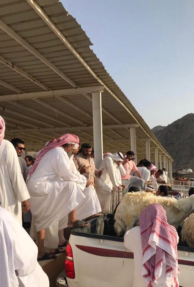 صور.. حراج المواشي في قلوة يعيد الحياة إلى سوق الاثنين