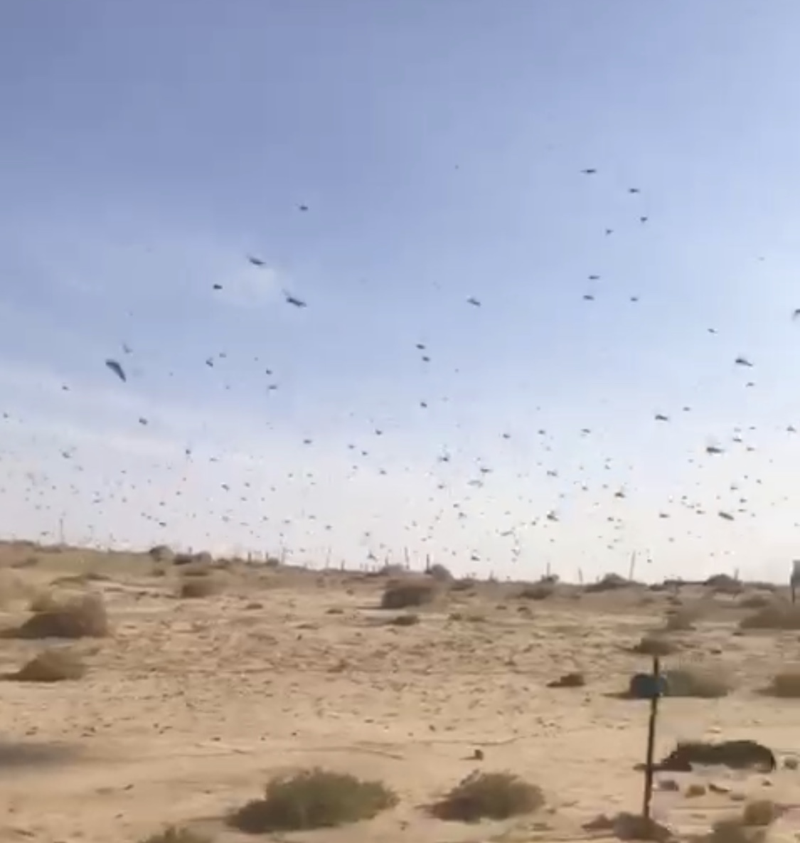 فيديو.. أسراب الجراد في الخبر