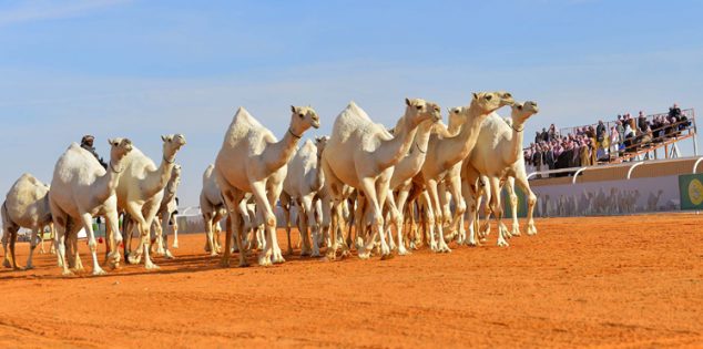 لجنة التحكيم تُحذر مرافقي الإبل من الهرولة والهوبال