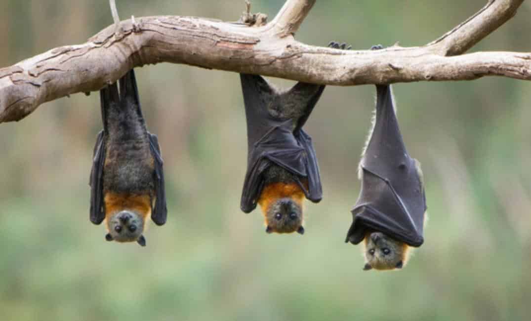 اكتشاف نوع جديد من فيروس كورونا لدى الخفافيش!