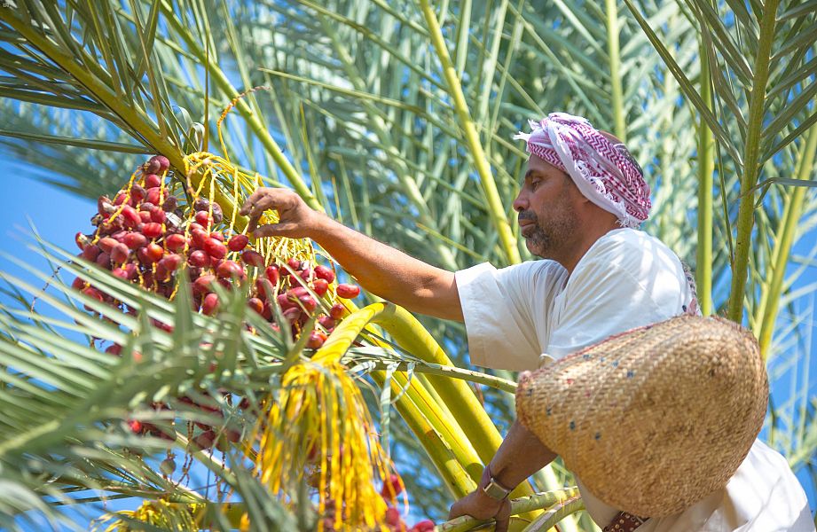 وقاء يُطلق مبادرته التطوعية لأجل نخيلنا