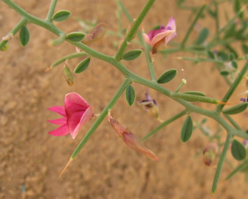 عشبة العاقول لعلاج الكبد