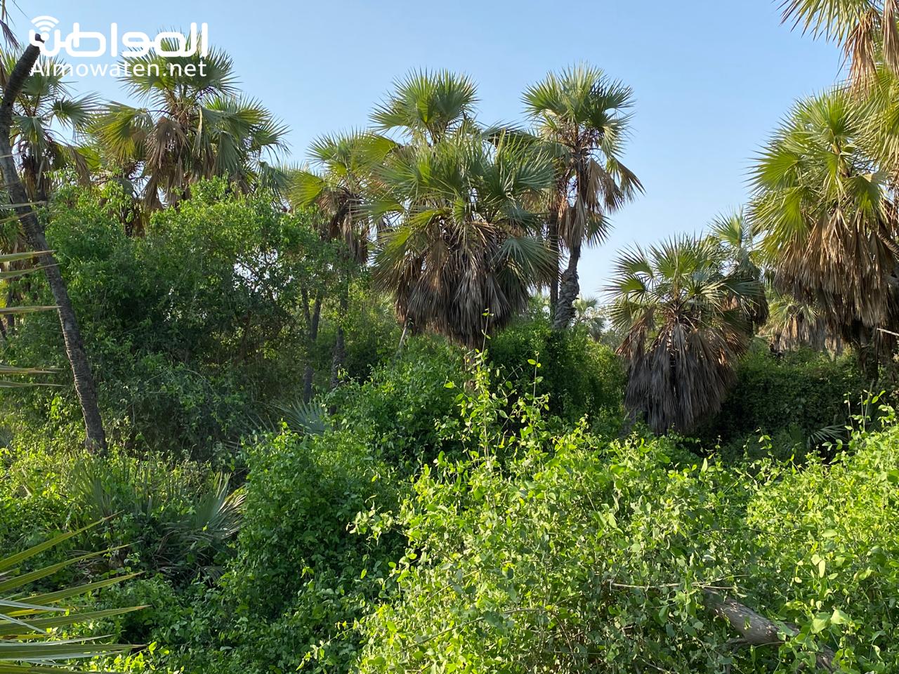 فيديو وصور.. جمال الطبيعة البكر في غابات وادي بيض بالدرب