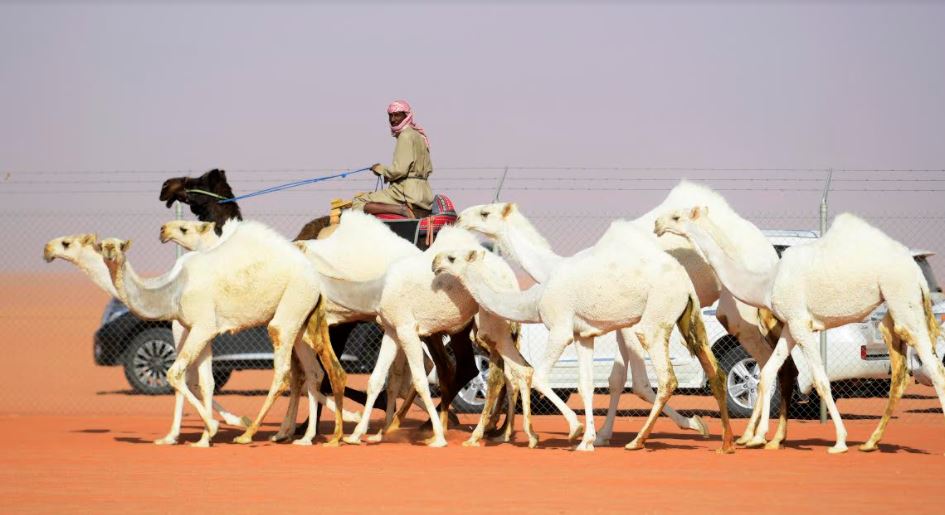 مهرجان الملك عبدالعزيز للإبل