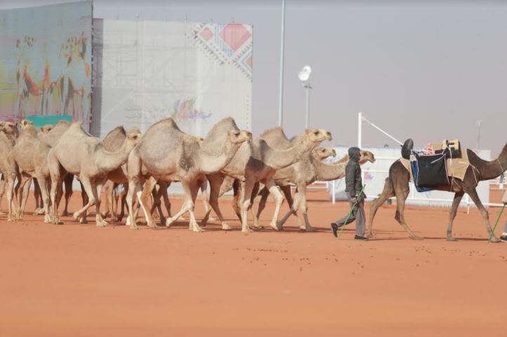 السبيعي يتوج بكأس نادي الإبل فئة الحمر