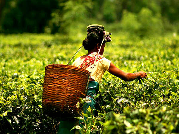 وباء كورونا في الهند يرفع أسعار الشاي !