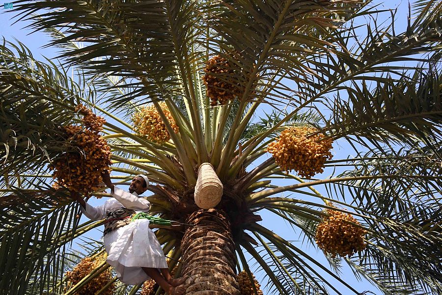 المملكة الثانية عالمي ا في إنتاج التمور بـ 1 5 مليون طن صحيفة المواطن الإلكترونية