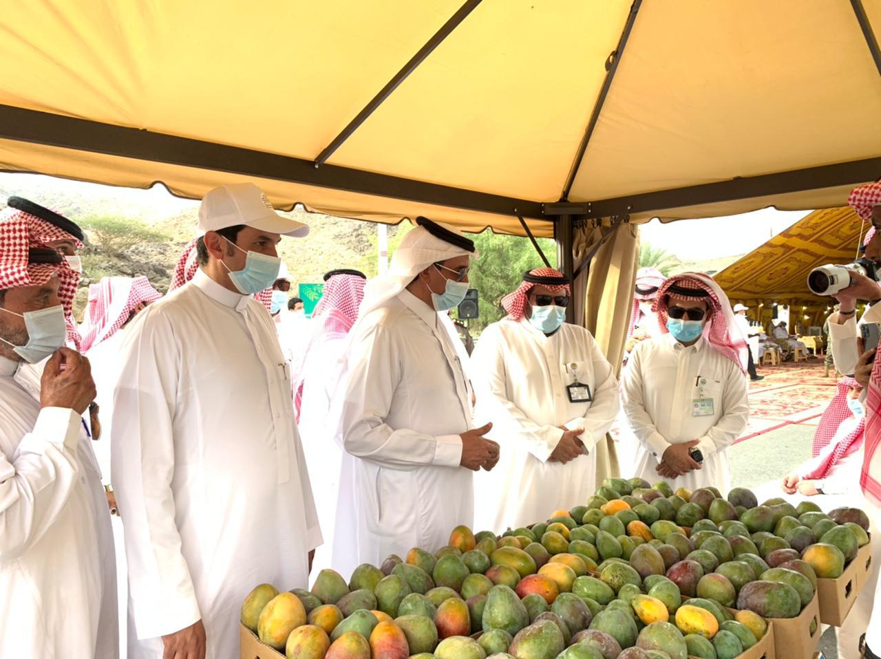 انطلاق المهرجان الأول للمانجو بمركز الفرشة في محافظة سراة عبيدة