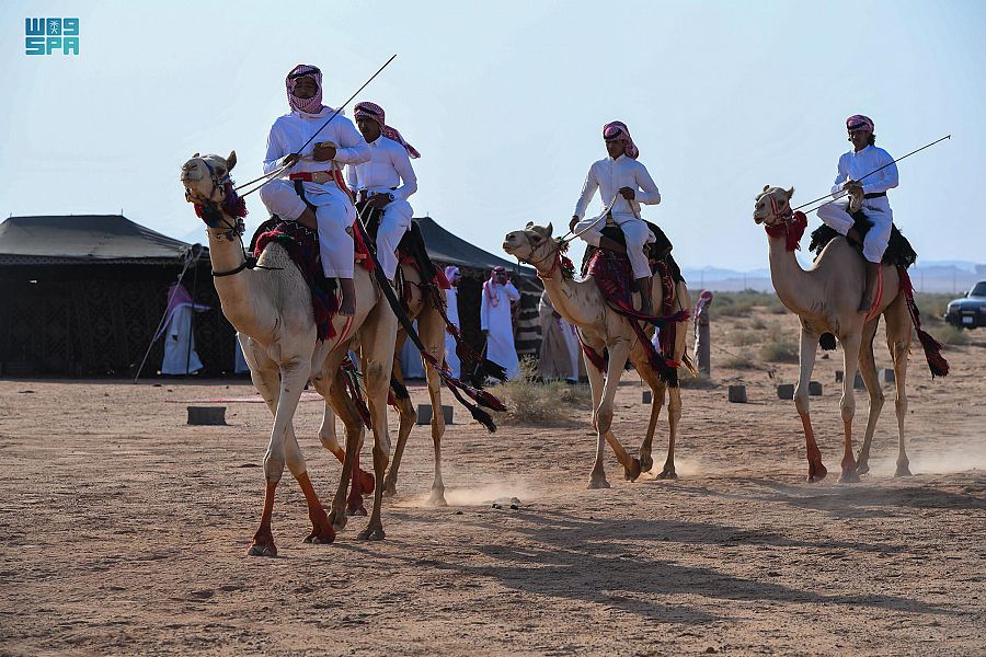 أهازيج الهجانة ببادية تبوك تثري لمة العيد بالذكريات الجميلة