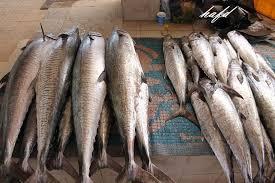 حظر صيد أسماك الكنعد في سواحل الشرقية