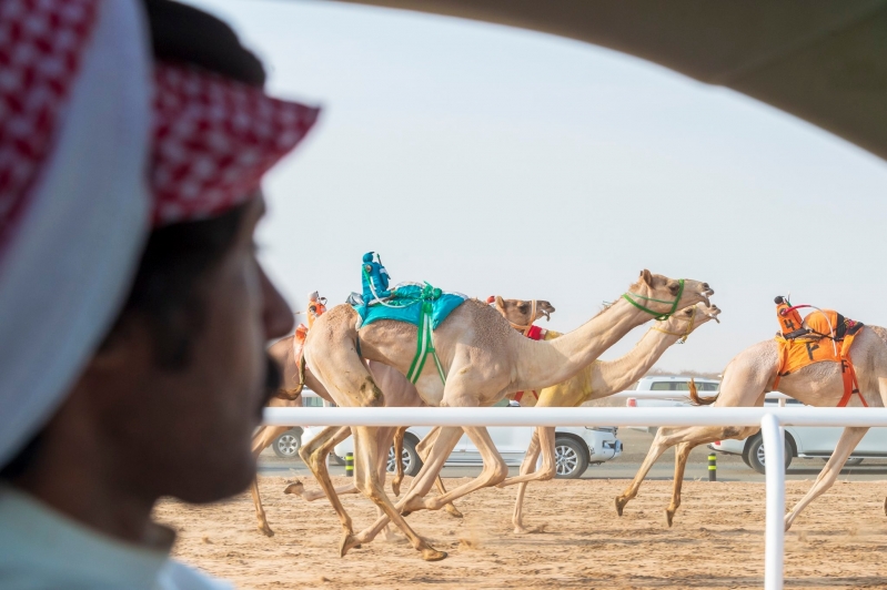 مهرجان ولي العهد للهجن