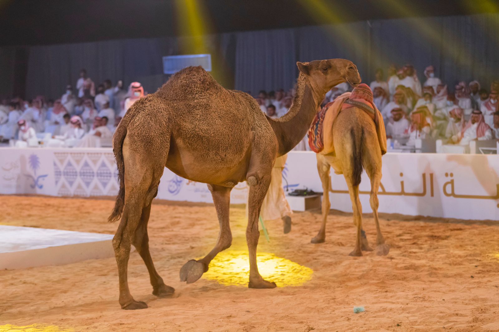 مبيعات مزاد حفر الباطن تتجاوز 20 مليون ريال