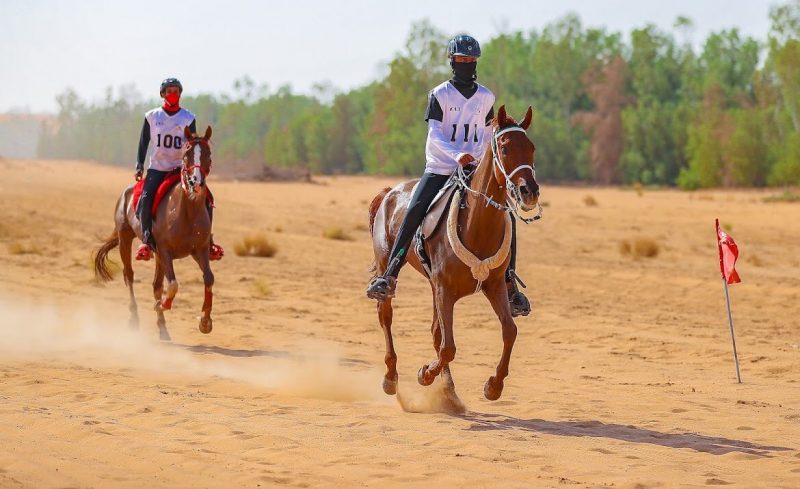 كأس وزارة الرياضة لسباقات القدرة والتحمل