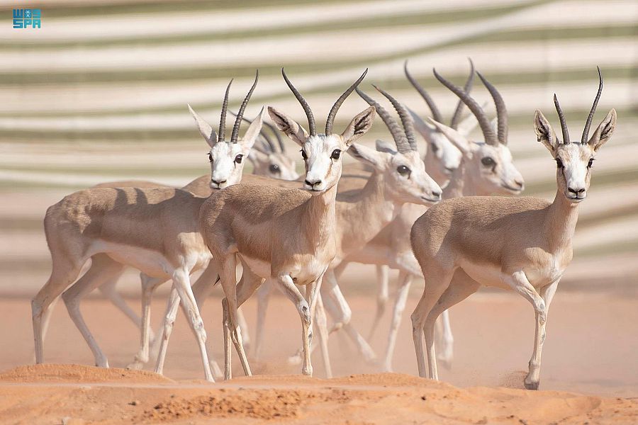 الحياة الفطرية يطلق 10 ظباء ريم في متنزه ثادق الوطني 