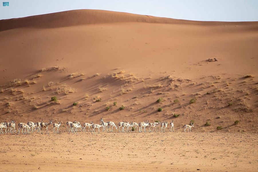 ضبط مواطن للتخييم دون ترخيص في محمية الملك عبدالعزيز