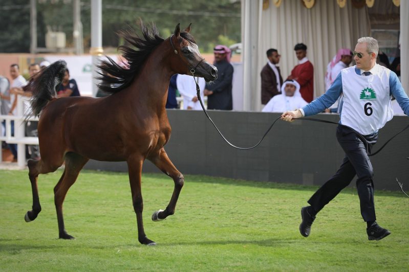 الخيل في البطولة الدولية بـ ديراب (1)