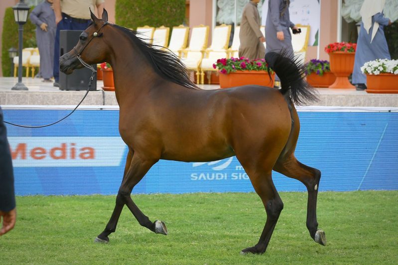 الخيل في البطولة الدولية بـ ديراب (1)