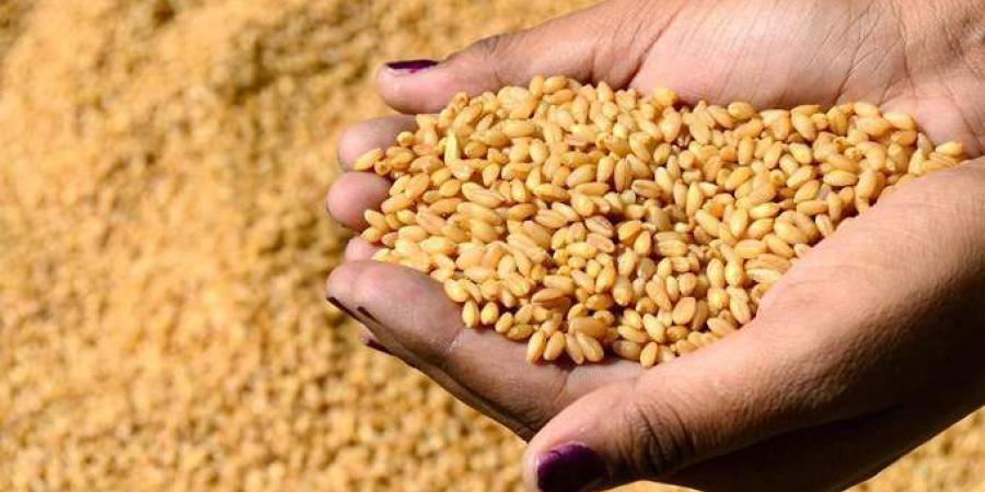 الحبوب تنهي ترسية مناقصة القمح لـ 2022 بكمية 495 ألف طن