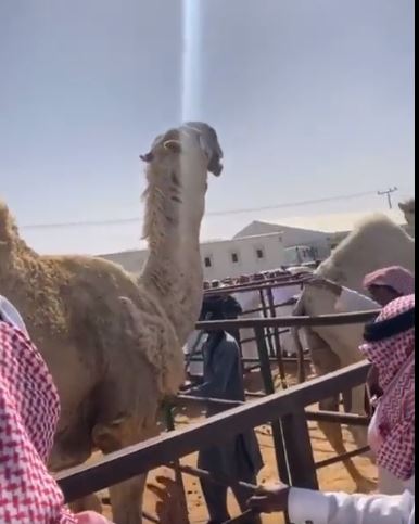 شاهد.. بيع جمل بـ7 ملايين ريال