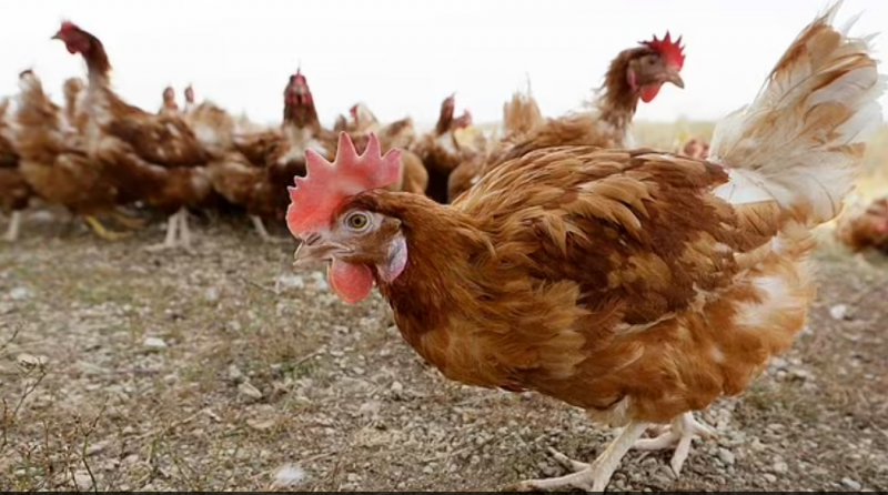 تقرير إنفلونزا الطيور تهدد برفع أسعار البيض في الأشهر المقبلة