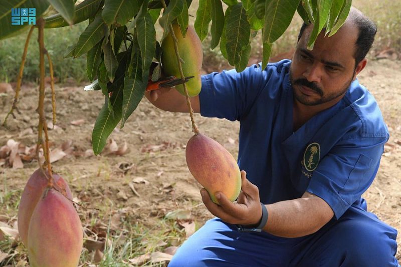 أقدم شجرة مانجو في المملكة