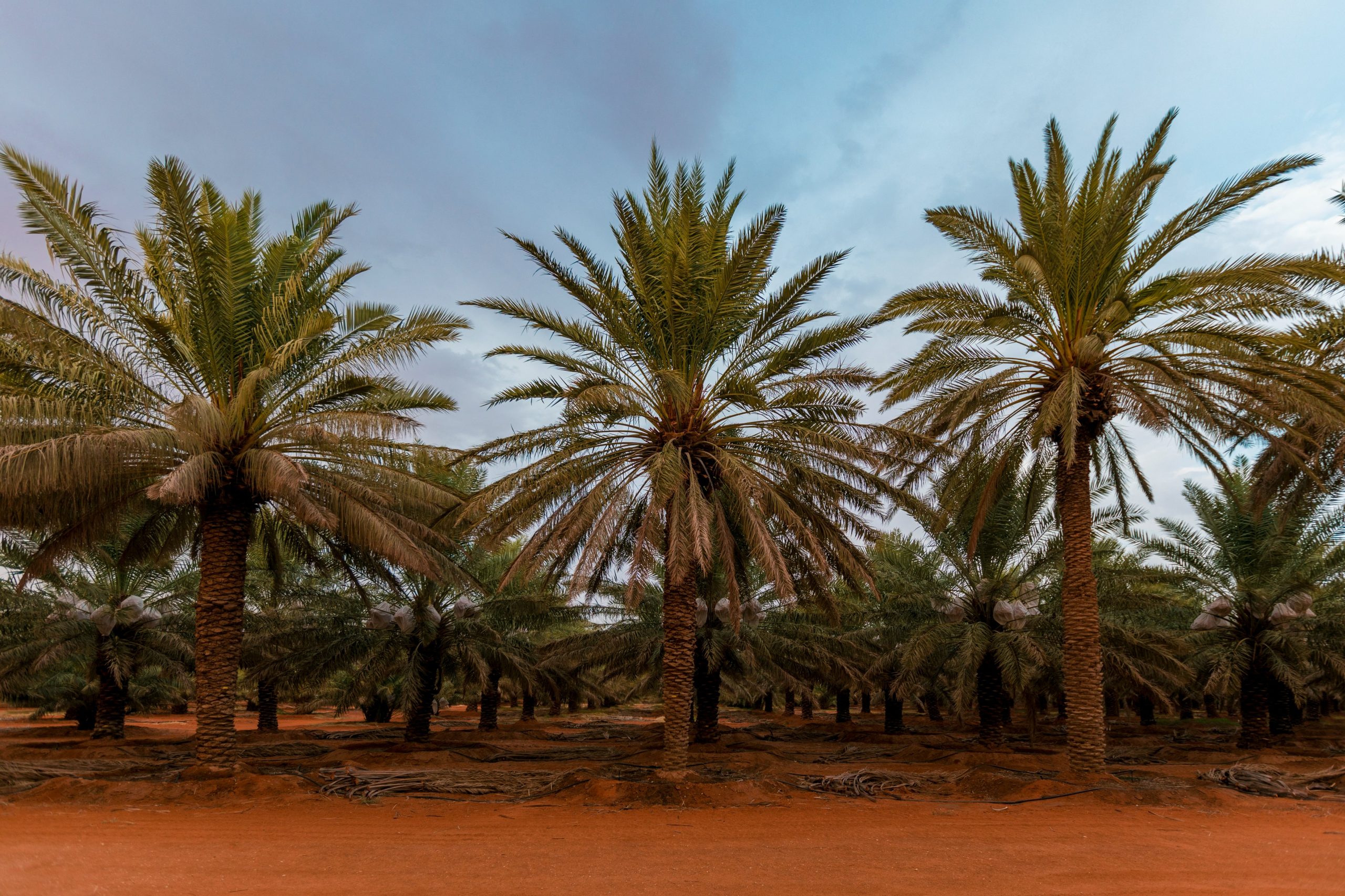 طباخ التمر في السعودية