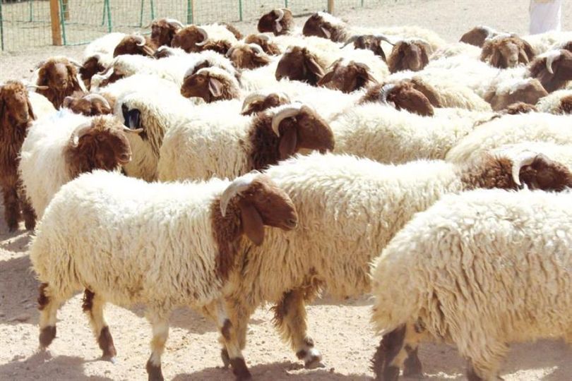100 ألف رأس من الماشية في أسواق الرياض