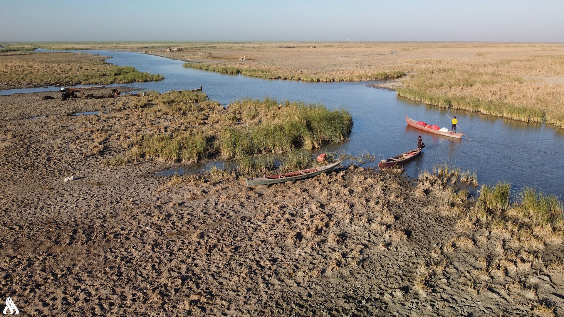 زراعة العراق تعلن نفوق 700 حيوان بسبب الجفاف