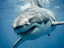 دراسة غير متوقعة عن أسماك القرش وافتراس البشر