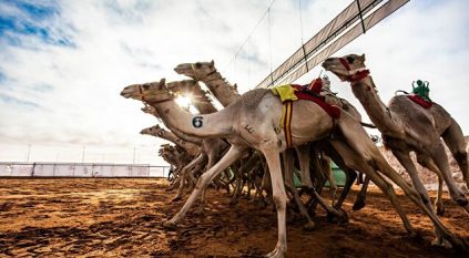 مهرجان الإبل يعلن فترة استئناف الحالات ومنها العبث