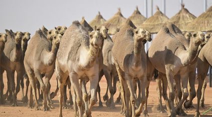 الإماراتي ملهم الراشدي يحصد المركز الأول في شوط 20 أصيل