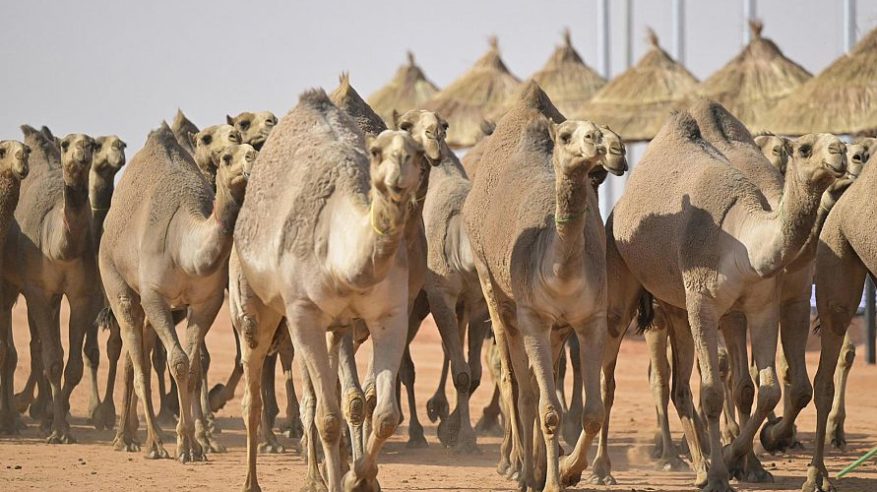 الإماراتي ملهم الراشدي يحصد المركز الأول في شوط 20 أصيل