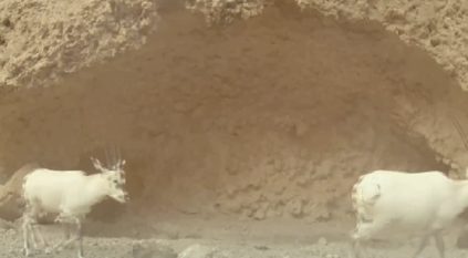 لقطات مثيرة للحيوانات البرية داخل محمية الإمام عبدالعزيز