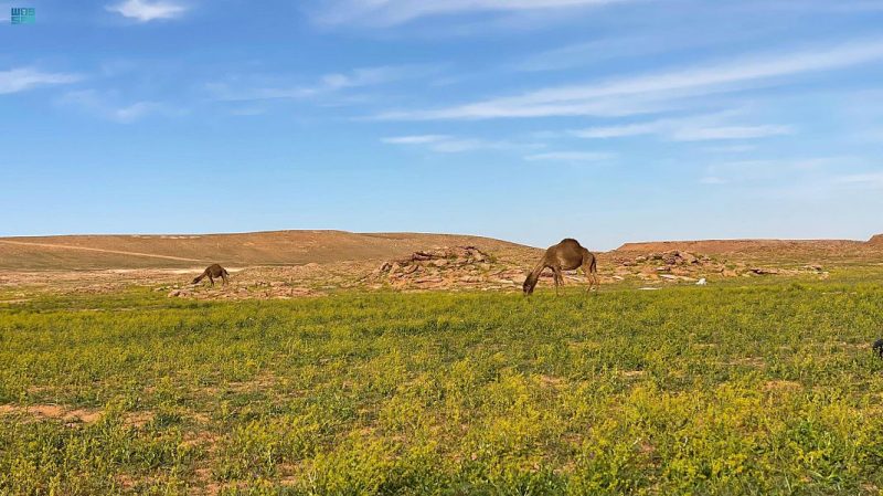 لوحات جمالية بالجوف ترسمها خضرة الربيع وشموخ الإبل