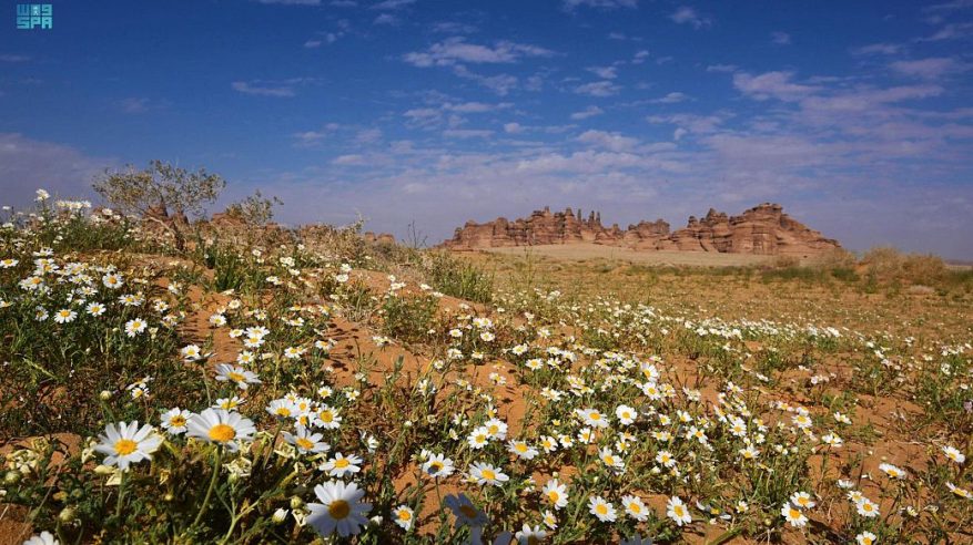 الزهور البرية ترسم لوحة فنية في العلا