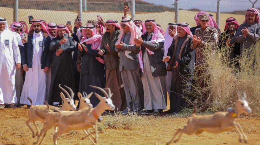 إطلاق 65 من المها وغزال الريم بمحمية الملك سلمان